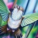 Art Galleries - Humming Bird Detail - 40204